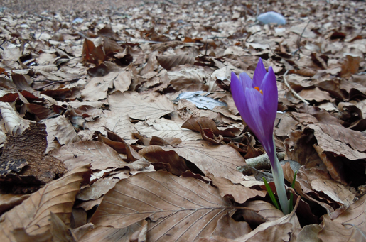 fiore