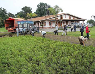 Se ha promovido la plantación de 110 mil pinos en la zona del Pico de Orizaba.