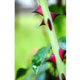 :&laquo;�Non c�&egrave; rosa senza spine� dice il proverbio, non c�&egrave; vita umana che non comporti una dose di sofferenza&raquo;. 