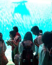 Angeli per un giorno - acuario