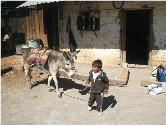 Mario and the donkey