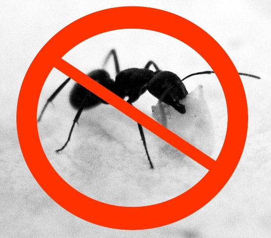 No ANTs